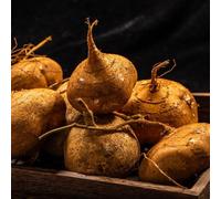 Semi di Yam Bean Jicama - Pachyrhizus erosus, semi di invernali semi di antiche varietà 100pcs