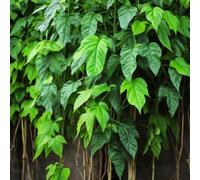 semi di yamme per posti soleggiati montagna esotici serra scalapanti varietà 80pcs