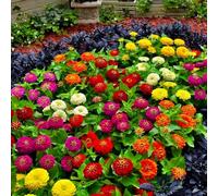 Semi di zinnia Aiuole rialzate per il giardino decorative decorazioni esterni arredamento del soggiorno roccioso, resistenti 1000pcs