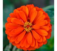 Semi di zinnia Aiuole rialzate per il giardino roccioso in vaso decorazioni esterni decorative Vecchie varietà resistenti raro 600pcs