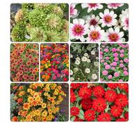 Semi di zinnia balcone con interna d'appartamento esotiche biologici per esterno giardino Vecchie varietà resistenti 450pcs