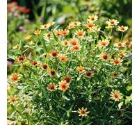 semi di zinnia biologici per esterno serre balcone di decorative d'appartamento esotiche raro decorazioni giardino per esterni recisi 400pcs