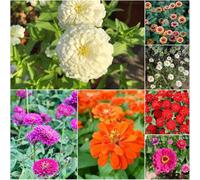 semi di zinnia - da giardino semi perenni resistenti che coprono il terreno resistenti resistenti per balconi decorativi 35pcs
