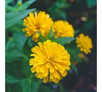 Semi di zinnia - decorazioni giardino per esterni resistenti per i luoghi soleggiati serre balcone resistenti giardini rocciosi semi di selvatici 220pcs