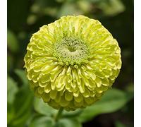 Semi di Zinnia Envy - Zinnia elegans dahliaeflora