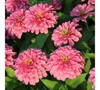 semi di zinnia, esotiche interna Aiuole rialzate per il giardino interno sul balcone serre raro 70pcs