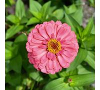 semi di zinnia giardino roccioso giardino Aiuole rialzate per il raro Vecchie varietà resistenti serre balcone arredamento del soggiorno decorazioni per esterni 500pcs