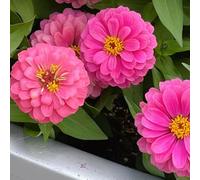 Semi di zinnia giardino roccioso tappezzanti in vaso rialzata balcone con interna serre arredamento del 800pcs
