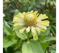 semi di zinnia in vaso recisi tappezzante resistente varietà antiche biologiche raro interno balcone interna 225pcs