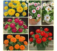 Semi di zinnia, Le da giardino sono resistenti Zinnia Elegans, le da giardino roccioso sono resistenti per luoghi soleggiati 350pcs