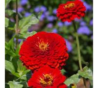 semi di zinnia perenne giardino copertura interna del suolo, perenne resistente balcone resistente giardino resistente decorativo 400pcs