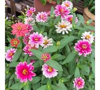 semi di zinnia perenne - in resistenti all'aperto Decorazione perenne resistenti di zinnia - rare 500pcs