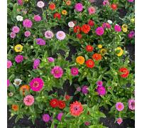semi di zinnia perenni - decorazione resistenti giardino 650pcs