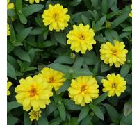 semi di zinnia perenni - decorazione resistenti giardino decorative 250pcs