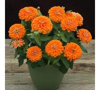 semi di zinnia perenni - decorazione resistenti giardino in vaso appartamento 100pcs