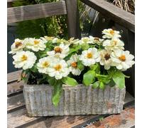 semi di zinnia perenni - giardino resistenti appartamento in vaso esterni 50pcs
