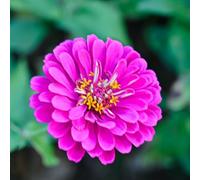 semi di zinnia perenni - giardino resistenti in vaso esterni decorative appartamento 700pcs