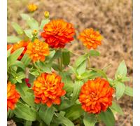 semi di zinnia perenni - in vaso esotiche da appartamento giardino decorazione resistenti esterni 600pcs