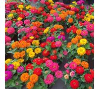semi di zinnia perenni - interno resistenti in vaso da appartamento decorative soggiorno 300pcs