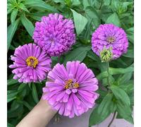 semi di zinnia perenni - resistente giardino appartamento in vaso 500pcs