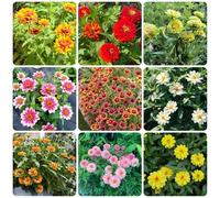 semi di zinnia perenni - resistenti appartamento giardino decorative 1000pcs