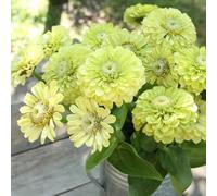 semi di zinnia perenni - resistenti in vaso appartamento da interno giardino 400pcs