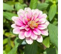 semi di zinnia perenni - resistenti interno da giardino decorazione in vaso esterni appartamento 150pcs