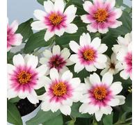 semi di zinnia raro Vecchie varietà resistenti Giardino roccioso resistenti per il pieno sole in vaso giardino roccioso serre balcone 200pcs