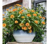 Semi di zinnia resistenti all'inverno, Zinnia elegans, giardino roccioso sono resistenti per il giardino 350pcs