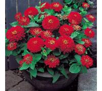 semi di zinnia serrature balcone bancale giardino elevato semi resistenti balcone 100pcs