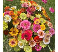 Semi di zinnia serre balcone giardino recisi Vecchie varietà resistenti decorative d'appartamento esotiche 400pcs