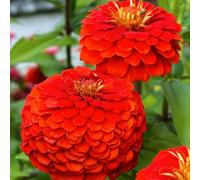 Semi di zinnia tappezzanti in vaso rialzata decorative recisi balcone Giardino roccioso, resistenti per il pieno sole 200pcs