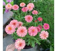 Semi di zinnia Vecchie varietà resistenti tappezzanti in vaso rialzata biologici per esterno decorazioni giardino esterni 650pcs