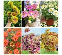 Semi di zinnia - Zinnia elegans, da giardino Semi resistenti di Zinnia, Le perenni sono autunnali resistenti decorazione 400pcs