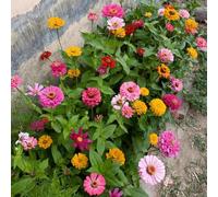 Semi di zinnia - Zinnia elegans, resistenti decorazione del giardino per esterno resistenti per il giardino copertura 600pcs