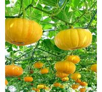 Semi di zucca - balcone con serra per gli amanti del giardino resistenti giardino sul balcone vecchie varietà di orticole zucca ornamentale semi 500pcs