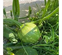 semi di zucca biologici - resistenti da giardino esterno semi inverno cucina biologici -Serie Rara- perenni resistenti 50pcs