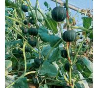 semi di zucca biologici - semi di zucca per ufficio resistenti esterno perenni giardino biologico balcone 25pcs