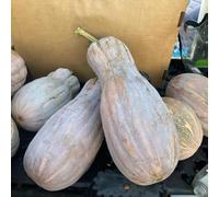 semi di zucca da appartamento esotiche orto resistente in vaso vegetali serre da balcone giardino balcone rampicanti vecchie varietà di rialzato 10pcs