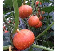 semi di zucca, decorazione del giardino, varietà antiche, balcone, resistenti 100pcs