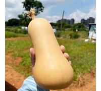 semi di zucca decorazione d'ufficio semi per balcone perenni resistenti organiche da interno 500 pezzi