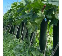 Semi di zucca di cera - regali per giardinieri Benincasa hispida - rare resistenti per il giardino vecchie varietà semi di cucina con orto di aromatiche 50pcs