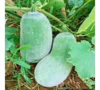 semi di zucca di cera - semi varietà antiche giardino interno - serie rare selvatiche giardino 300pcs