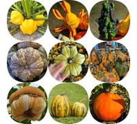 Semi di zucca, esotiche semi di giardino resistenti per il giardino verdi sul balcone rare vecchie varietà per aiuole rialzate 100pcs