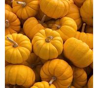 semi di zucca giardino balcone decorazione invernale saporito semi decorativi giardino ufficio 100 pezzi