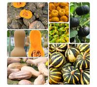 semi di zucca giardino balcone semi biologici saporito orticole giardino zucca di balcone, resistenti d'appartamento esotiche 450pcs