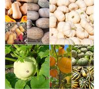 semi di zucca giardino ufficio zucca giardino balcone decorativo semi decorazione interni 350pcs