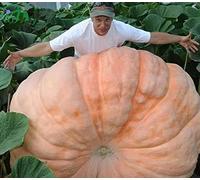 Semi di Zucca Giganti, Semi di Zucca Big Max, Cimelio, Non GMO, 20 Semi da Giardinaggio di Ortaggi e Frutta, Semi Non-GMO Impollinati a Fioritura Libera