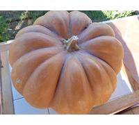 Semi di Zucca Moscata di Provenza - 10 Semi Produzione 2024