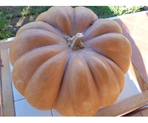 Semi di Zucca Moscata di Provenza - 10 Semi Produzione 2024